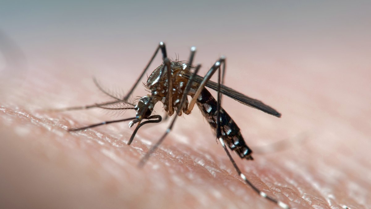 First locally acquired case of dengue virus reported in San Diego County in Escondido – NBC 7 San Diego