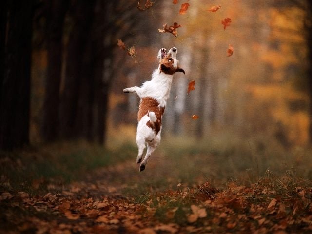 A Jack Russell Terrier dog jumps for falling leaves in autumn.