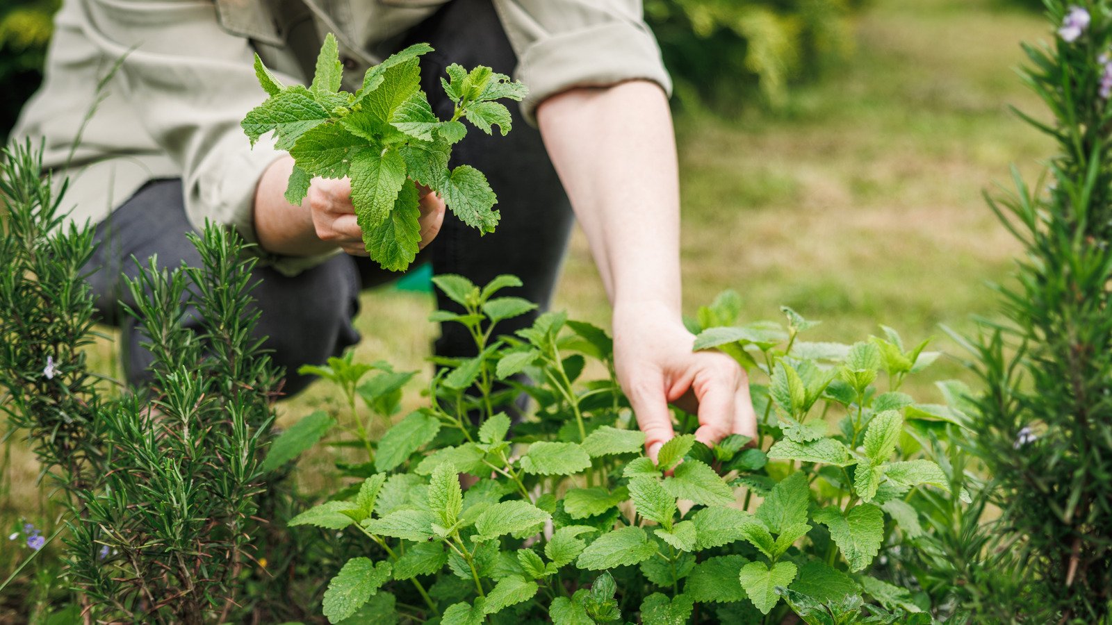 5 Herbs You Can Grow To Help Block Out Weeds In Your Garden (& 7 To Avoid)