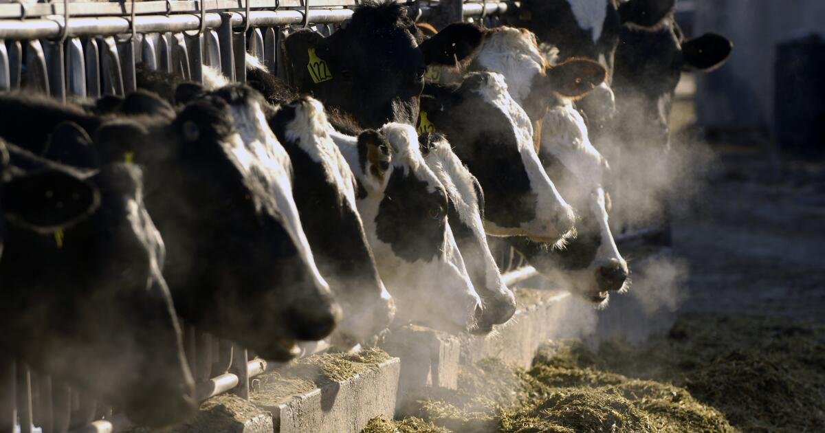 Bird flu deaths increasing among California dairy cows