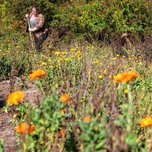 Daily Hampshire Gazette - Valley Bounty: Plant medicine for the people: Local herbal company grows their own ingredients