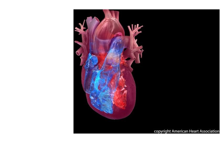 Heart failure, atrial fibrillation & coronary heart disease linked to cognitive impairment