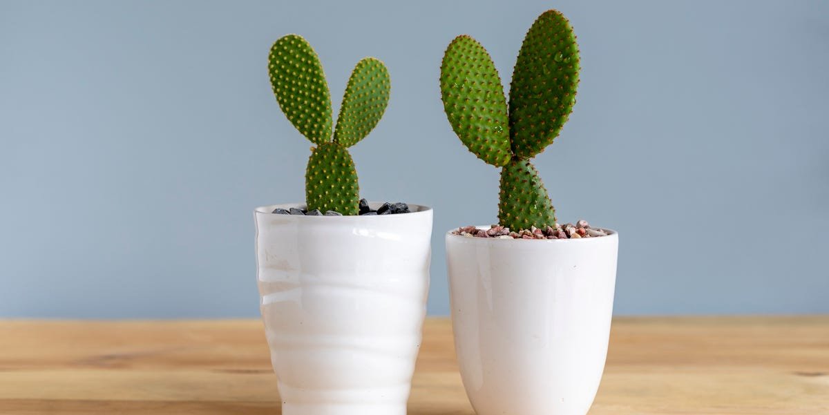 How to Grow and Care for a Bunny Ears Cactus