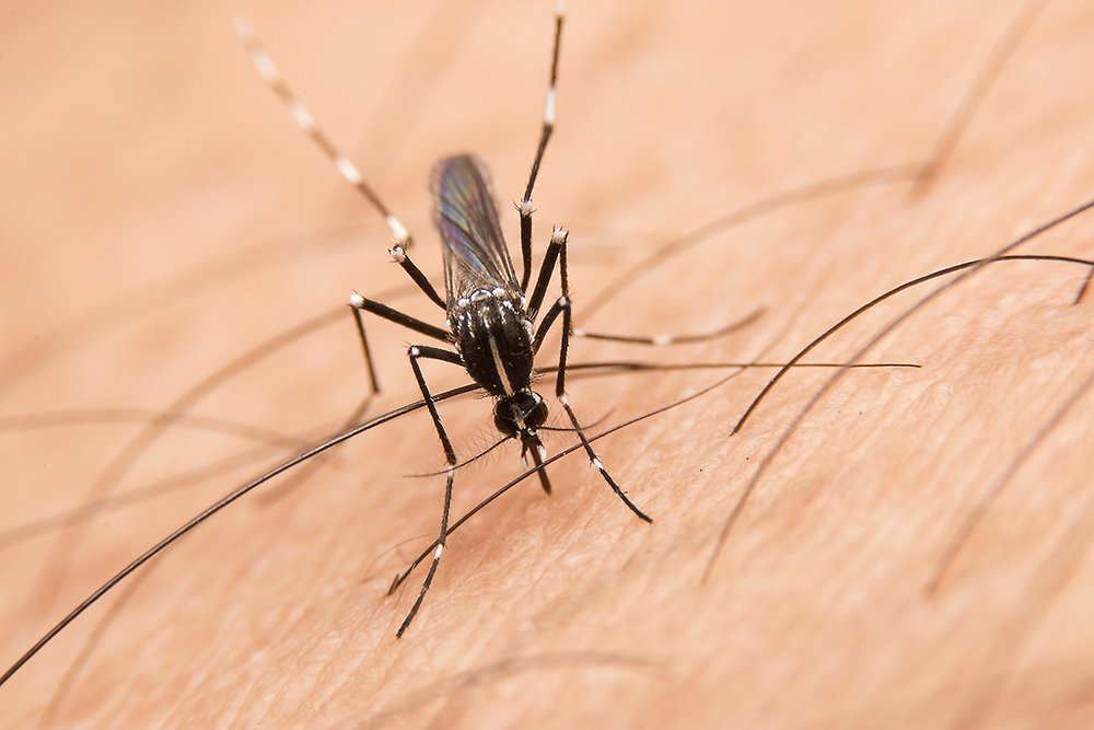 A black and white female Culex pipiens mosquito bites human skin