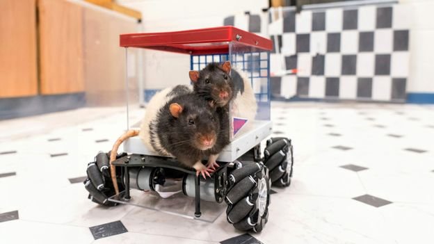 I taught rats to drive a car, and it may help us lead happier lives