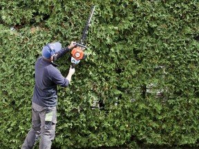 Arborist hedge