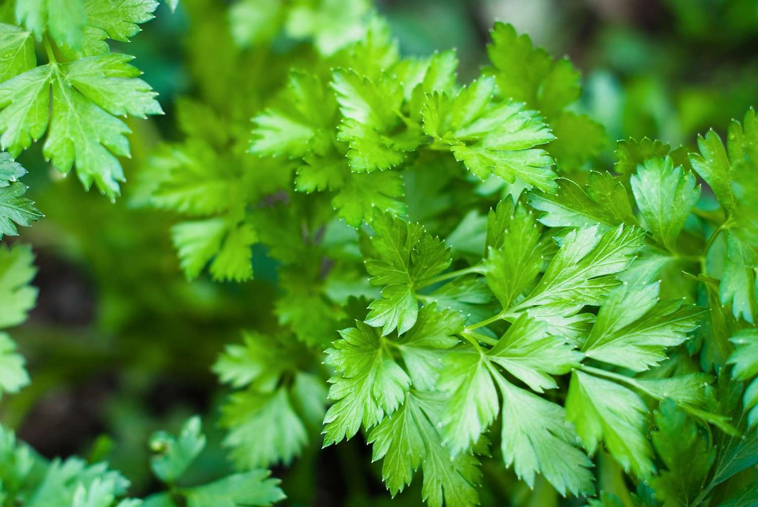 How to Grow Parsley for a Fresh Herb Garden Year Round